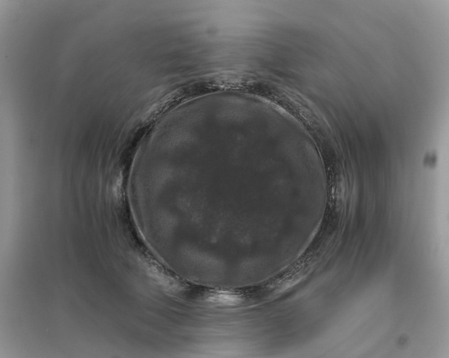 X0000096160610200802011257