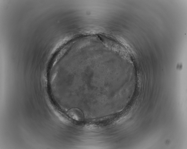 X0000096160634200802011257