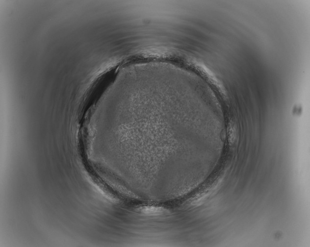 X0000096160637200802011257