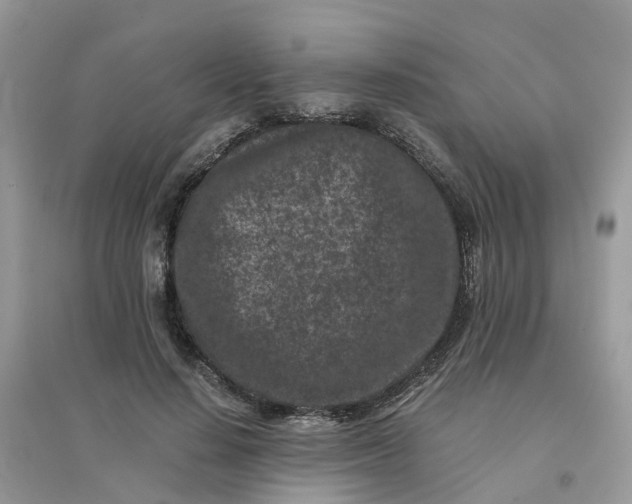 X0000096160644200802011257