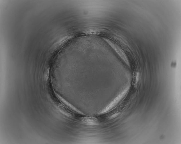 X0000096160652200802011257