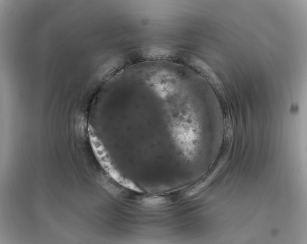 X0000096160669200802011257