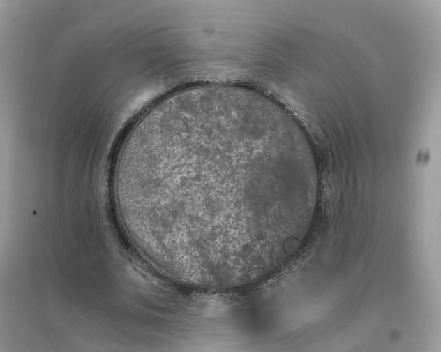 X0000096160679200802011256