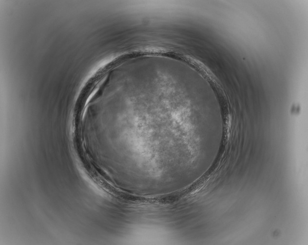 X0000096160726200802011255