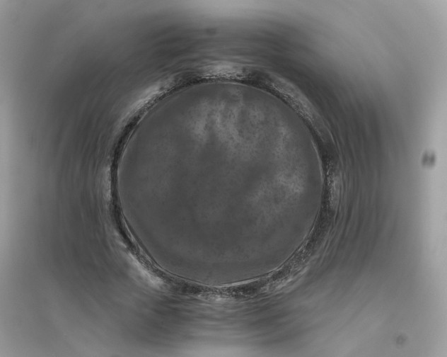 X0000096160729200802011255