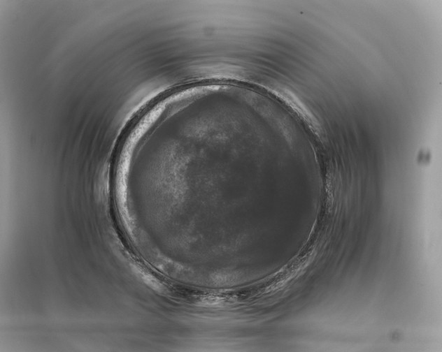 X0000096160790200802011254