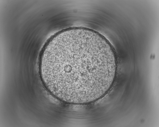 X0000096160832200802011254