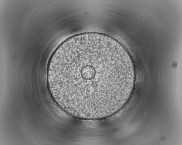 X0000096160836200802011254