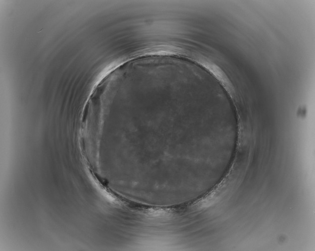 X0000096160850200802011254