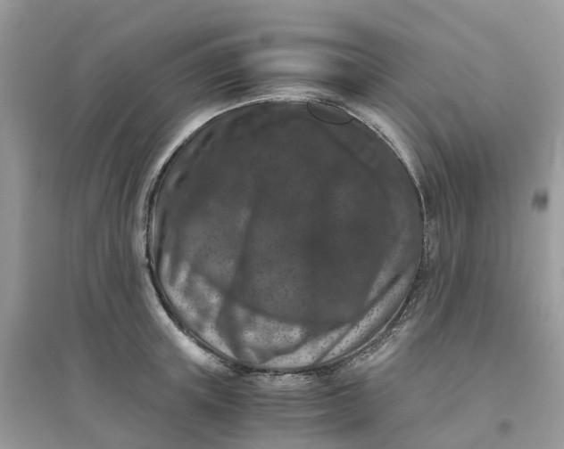 X0000096160851200802011254