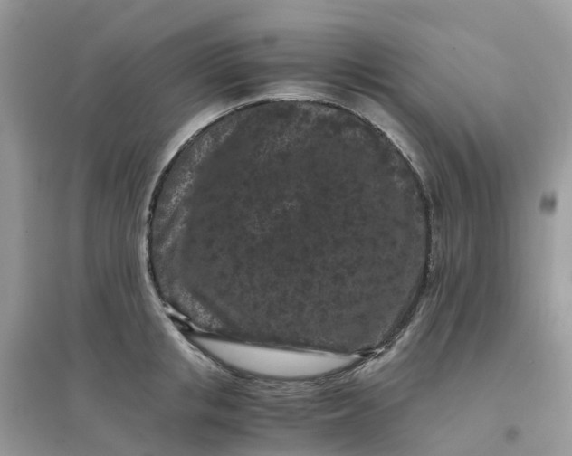 X0000096160853200802011254