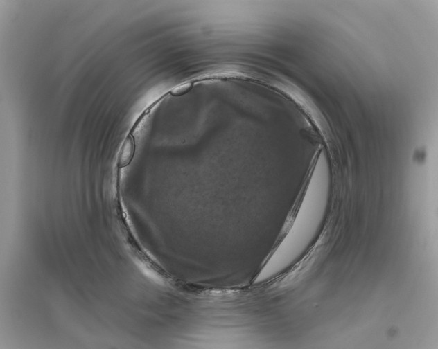 X0000096160858200802011254