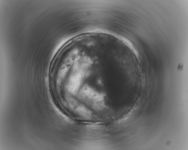 X0000096160863200802011254