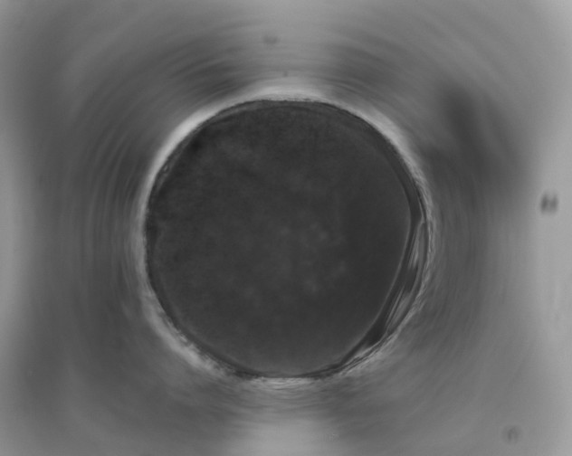 X0000096160864200802011254