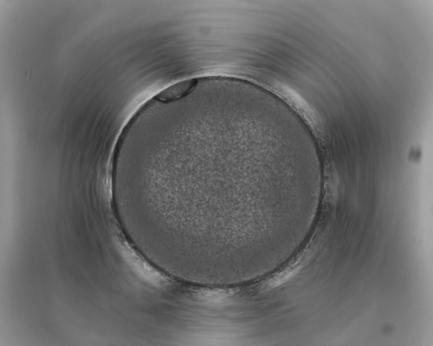 X0000096160892200802011253