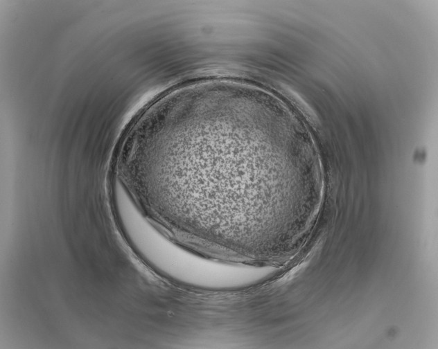 X0000096160893200802011253