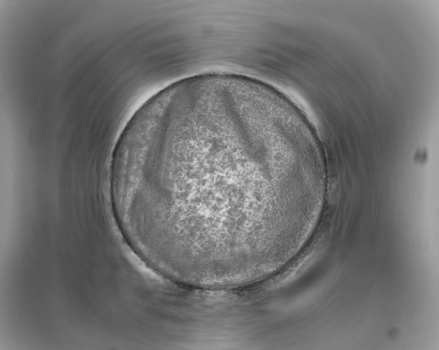 X0000096160903200802011253