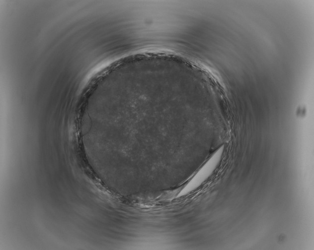 X0000096160920200802011252