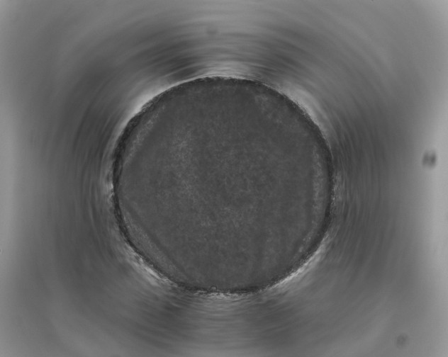 X0000096160923200802011252