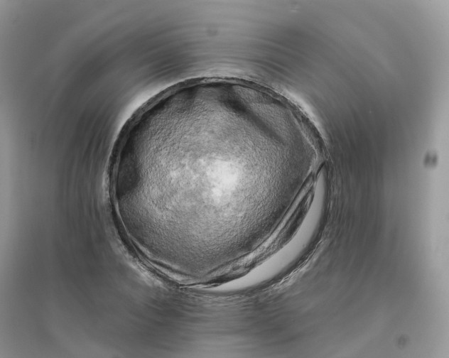 X0000096160928200802011252