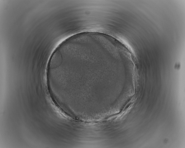 X0000096160932200802011252