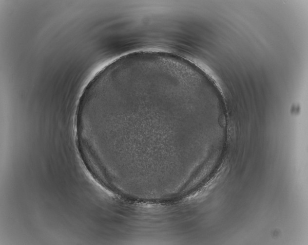 X0000096160935200802011252