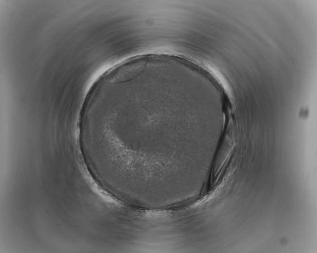 X0000096160944200802011252