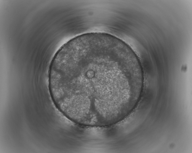 X0000096160950200802011252