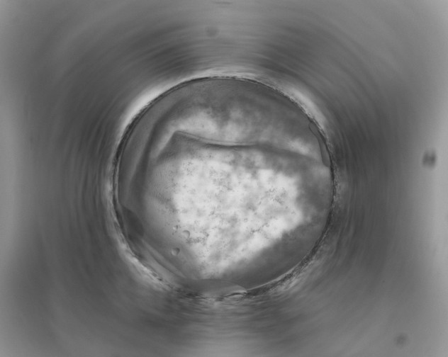 X0000096160952200802011252