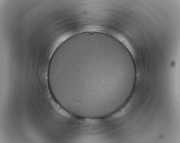 X0000096160954200802011252