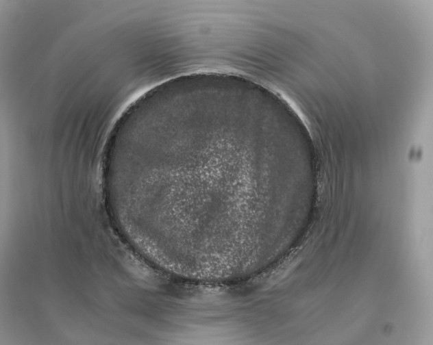 X0000096160975200802011252