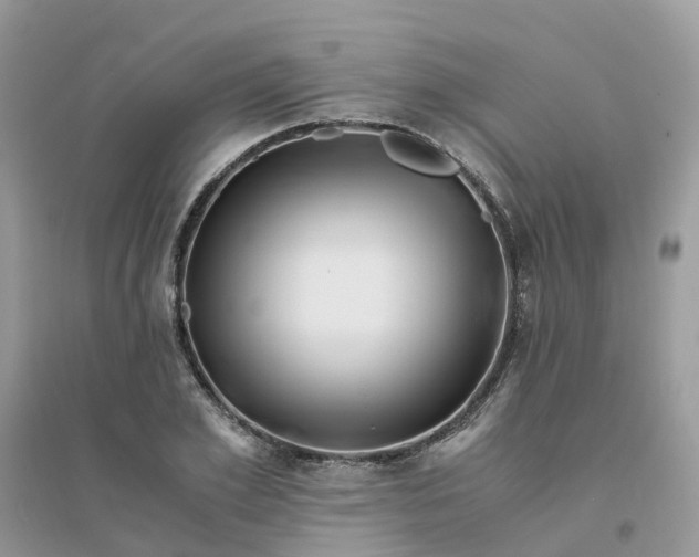 X0000096160981200802011252