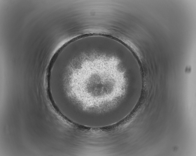 X0000096160983200802011252