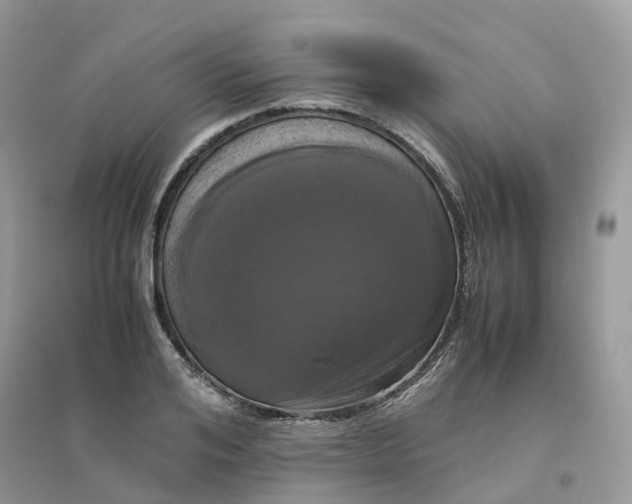 X0000096160984200802011252