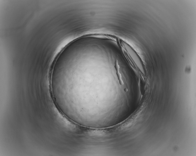 X0000096160998200802011251