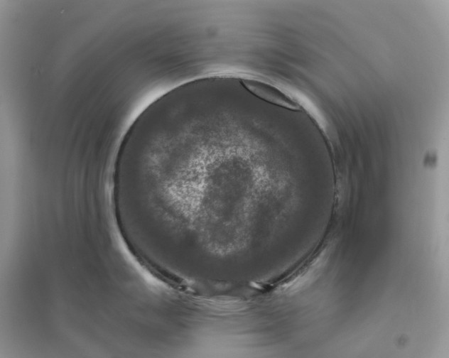 X0000096161007200802011251