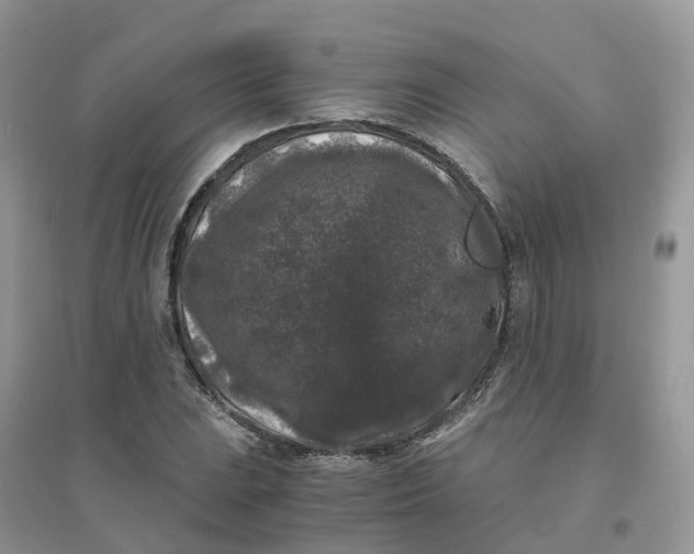 X0000096161023200802011251