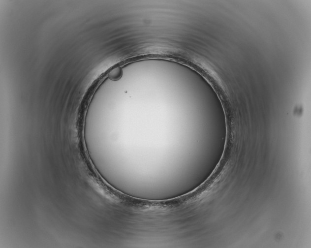 X0000096161026200802011251