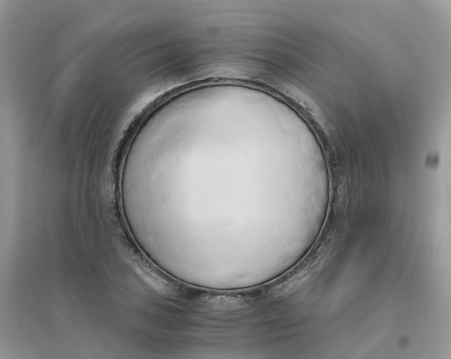 X0000096161027200802011251