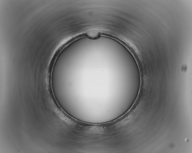 X0000096161029200802011251