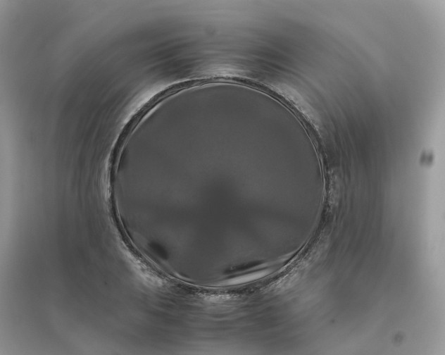 X0000096161031200802011251