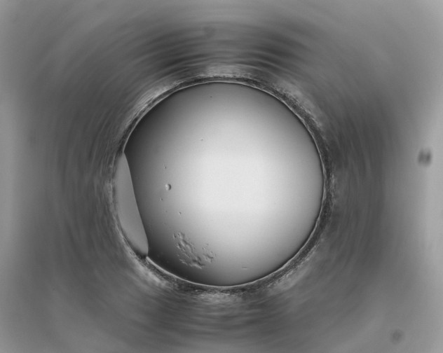 X0000096161033200802011251