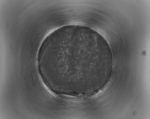 X0000096161037200802011251