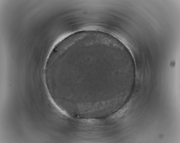 X0000096161045200802011251