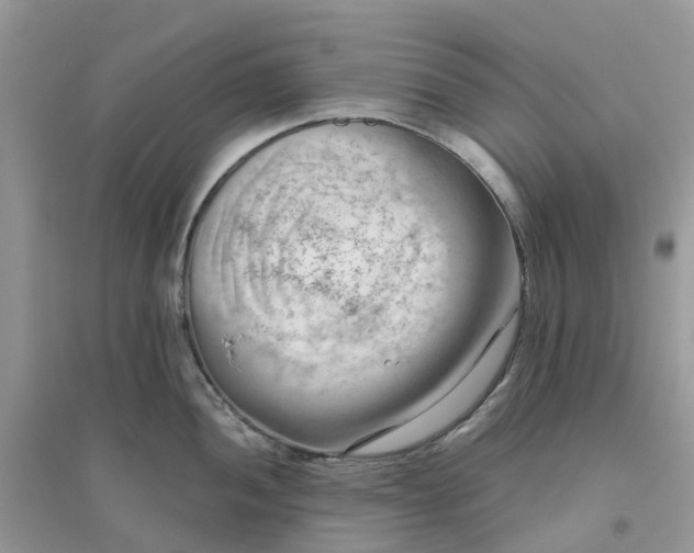 X0000096161052200802011251