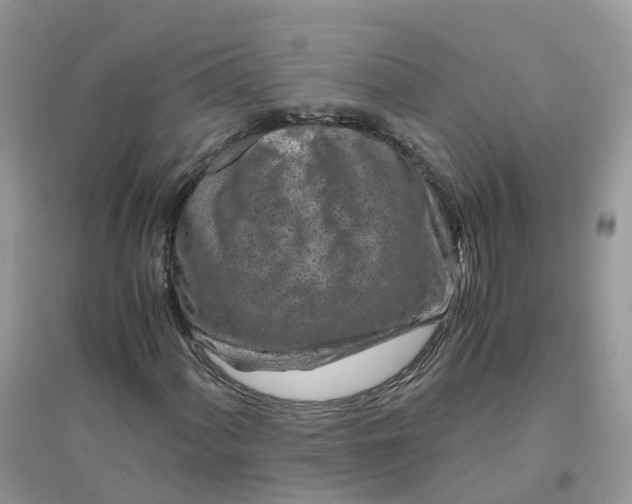 X0000096161060200802011251