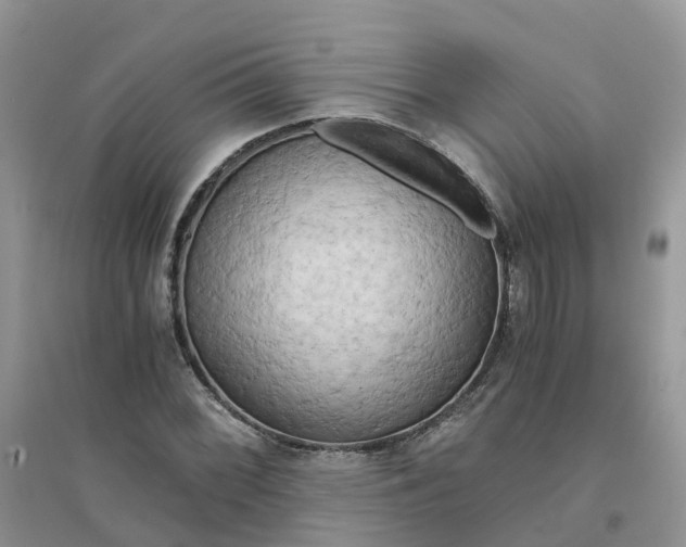 X0000096161068200802011250