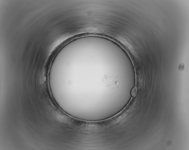 X0000096161070200802011250