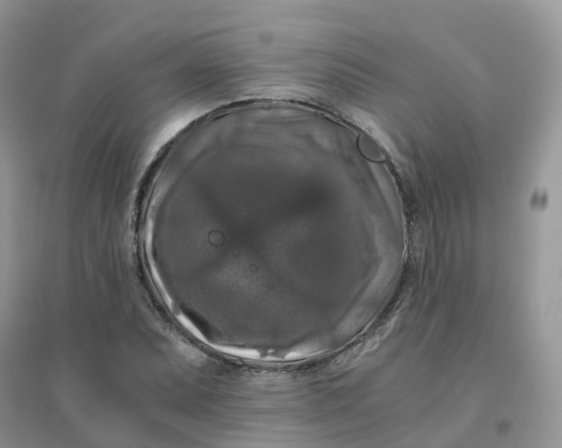 X0000096161071200802011250