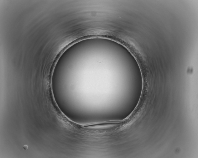 X0000096161073200802011250